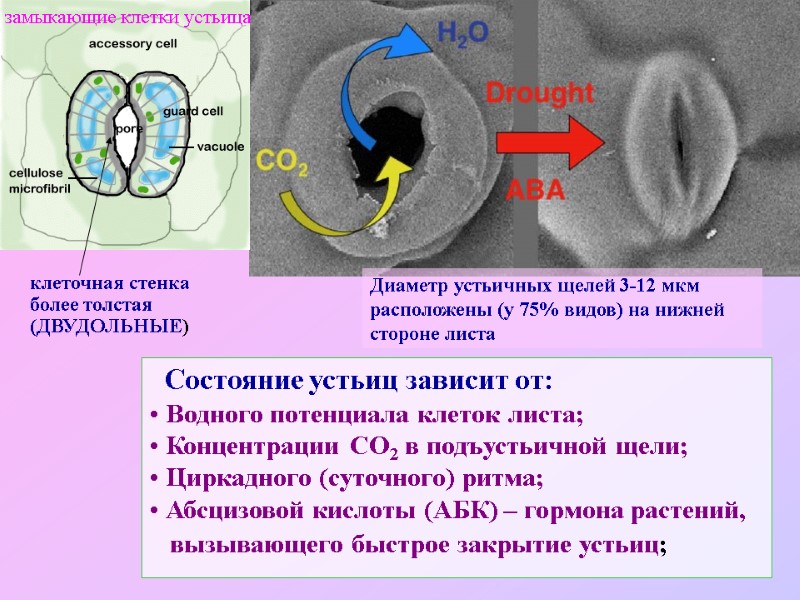 Состояние устьиц зависит от:  Водного потенциала клеток листа;   Концентрации СО2 в